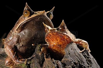 Long-nosed horned frogs (Megophrys nasuta) on black background.