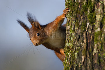 Eurasian red squirrel (Sciurus vulgaris)  Lorraine  France