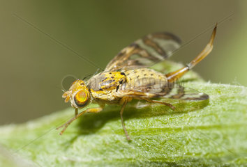 Fruit fly (Chaetostomella cylindrica)  Regional Natural Park of Northern Vosges  France