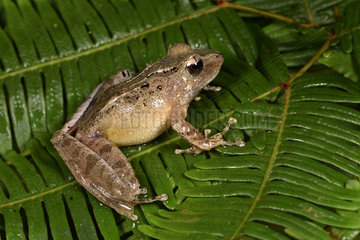 Sculpted Madagascar Frog (Gephyromantis sculpturatus) pregnant female  Andasibe  Perinet  Alaotra-Mangoro Region  Madagascar