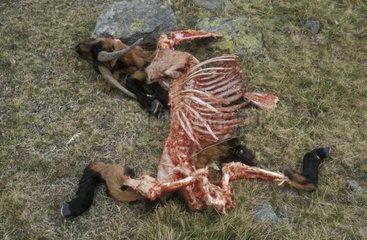 Chèvre tuée par un Loup du Mercantour France