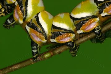 Abdominal part of a caterpillar in a private breeding