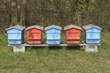 Hives aligned in a meadow Canton of Vaud switzerland