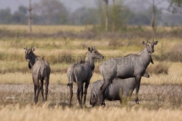 Group of Nilgai male in a field in Bardia NP Nepal