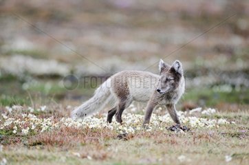 Arctic Fox seeking food in Svalbard