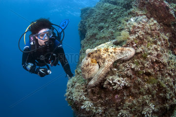 Diver and Common Octopus (Octopus vulgaris) on the reef  Scandola  Corsica  Mediterranean Sea