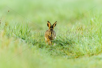 European hare (Lepus europaeus) running in a field in spring  Rougemont  Burgundy  France
