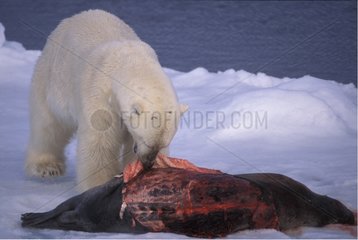 Ours polaire déchiquetant proie sur banquise Norvège