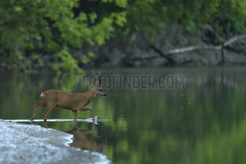 Roe deer (Capreolus capreolus) male crossing a small arm of the Loire at dawn in spring  Loire Valley  Burgundy  France