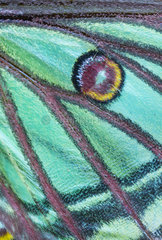 Spanish moon moth (Graellsia isabella  detail of eyespot  sometimes ocellus  Els Ports  Ebre lands  Spain