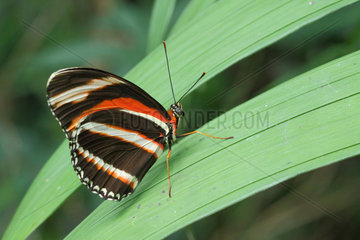 Banded Orange Heliconian (Dryadula phaetusa) posed on a leaf closed wings  Costa Rica