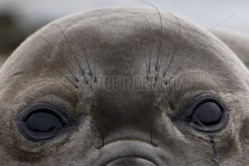Eyes of a Northern elephant seal in Falkland Islands