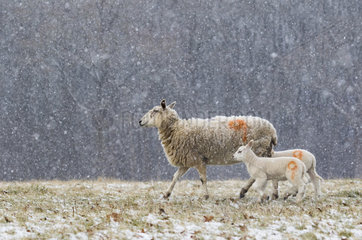 Sheep (Ovis aries) walking amongst falling snow  England