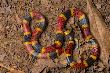 Costa Rican Coral Snake (Micrurus mosquitensis)  Costa Rica