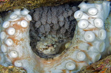Detail of a putting egg of an octopus. Common Octopus (Octopus vulgaris)  Tenerife  Canary Islands
