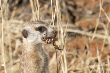 Meerkat or suricate (Suricata suricatta)  adult eating a scorpion  Kalahari Desert  South African Republic