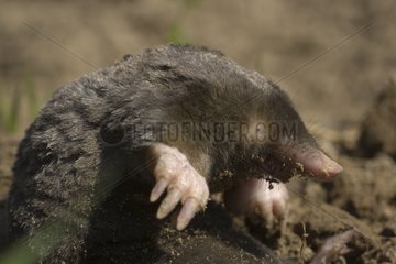 Mole diging Bulgaria