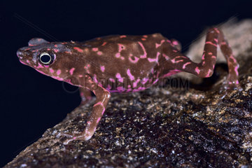 Purple harlequin Toad (Atelopus spumarius barbotini)