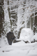 Wild boar (Sus scrofa) in a snowy undergrowth  Ardennes  Belgium