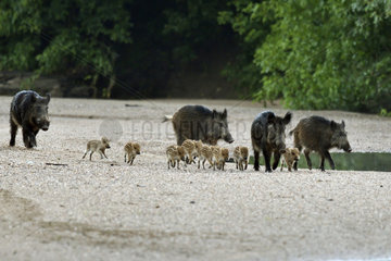 Wild boar (Sus scrofa) groupe with pigglets walking in a low arm of the Loire at dawn in summer  Loire Valley  Burgundy  France