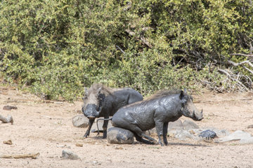 Warthog (Phacochoerus aethiopicus)  rubbing himself after a mud bath  Sabi Sands Private Reserve  South Africa