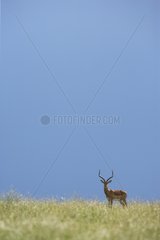 Male Impala in savanna Masai Mara Kenya