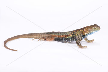 Giant butterfly agama (Leiolepis guttata) on white background