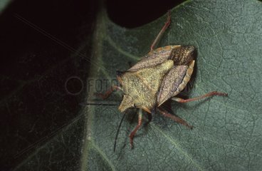 Bug on a leaf Spain