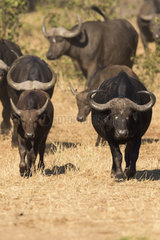 African Buffalo (Syncerus Caffer) walking  South Africa  Kruger national park
