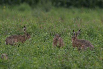 European Hare in rut around a female in Alsace