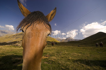 Horses grazing in the mountain  Huesca  Pyrenees  Spain