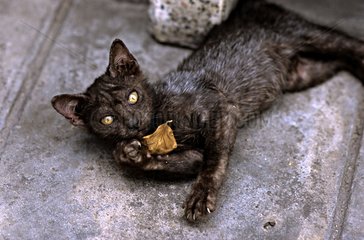 Cat lying down and playing with a leaf Bangkok Thailand