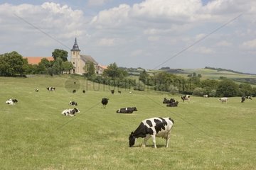 Troupeau de Prim'Holstein au pré au printemps Lorraine