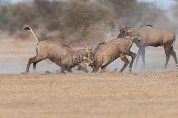Nilgai or blue bull (Boselaphus tragocamelus)  fight between two youngs males  Bikaner  Rajasthan  India
