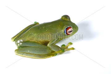 Ankafana Bright-eyed Frog (Boophis luteus) on white background  Andasibe  Perinet  Alaotra-Mangoro Region  Madagascar