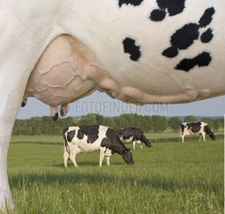 Cows Prim' Holstein grazing and large plan of udder