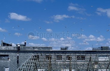 Semi-skilled workers on the roofs of Brest France