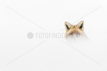 Red fox (Vulpes vulpes) in the snow  Valsavarenche  Aosta Valley  Alps  Italy