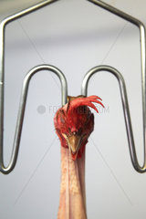 Head of organic chicken hanging after slaughter  Provence  France