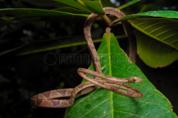 Blunt-headed treesnake (Imantodes cenchoa)  Costa Rica