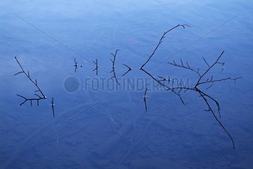 Dead branchs in the lake of Bouchet in Haute-Loire France