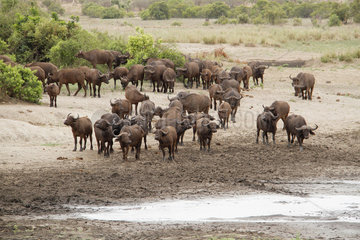 African Buffalo (Syncerus caffer) drinking from a waterhole during drought  Kruger NP  South Africa