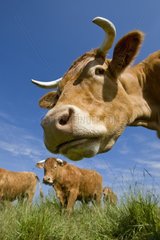 Porträt einer Kuh in der Wiesenlimousine in seiner Herde