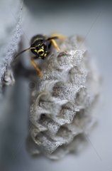 PortrÃ¤t einer Wespe auf seinem Nest DrÃ´me Frankreich