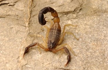 Skorpion Vereinigte Arabische Emirate