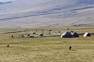 Cattle grazing around three yurts in Kyrgyzstan