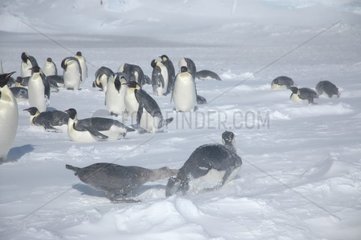 Northern Giant Petrel attacking an Emperor penguin Antarctic