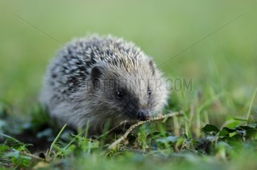 Hedgehog in October Bourgogne