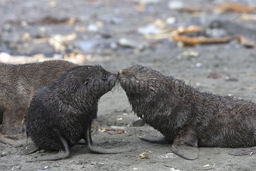 Young Antarctic furseals touching their nose Elsehul