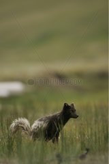 Arctic fox marking its territory during springtime Iceland